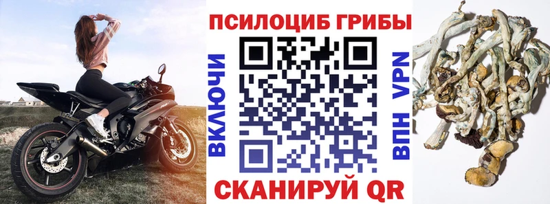 Псилоцибиновые грибы Psilocybine cubensis  Купить закладки  Глазов 